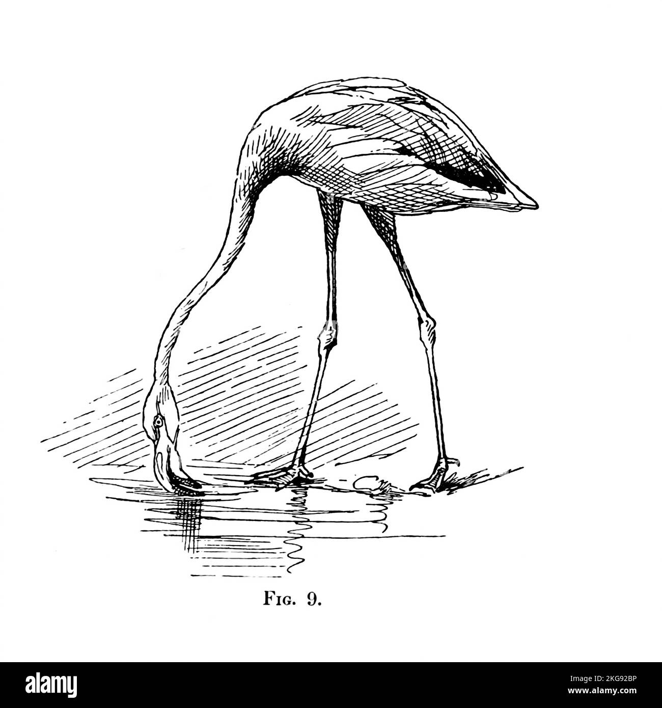 Flamingo-Linienkunst, gemalt und beschrieben von Charles Whymper aus dem Buch "Ägyptische Vögel" zum größten Teil im Niltal gesehen Erscheinungsdatum 1909 Verlag London, A. und C. Black Stockfoto