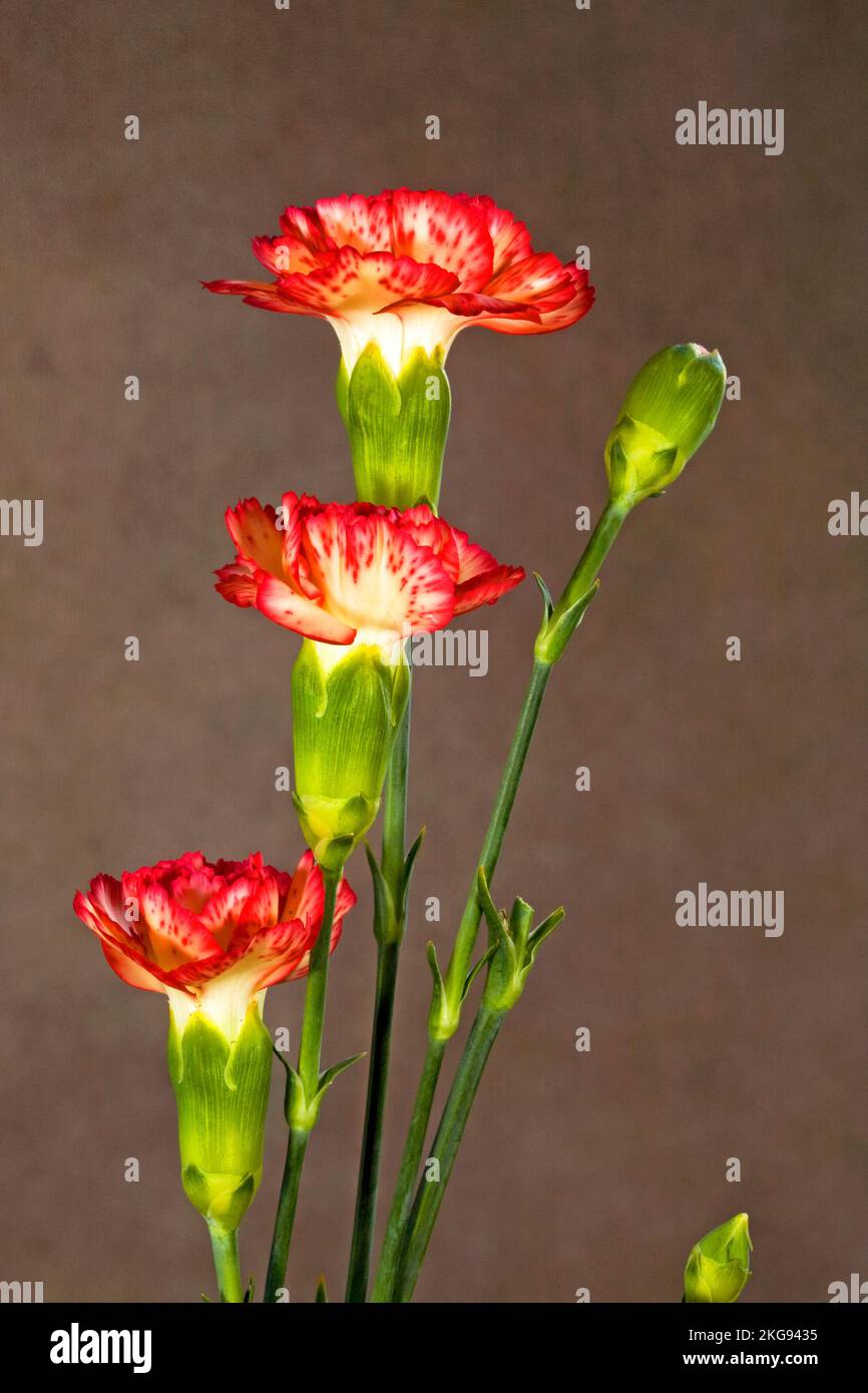 Details von rosa Nelken in voller Blüte vor dunklem Hintergrund. Stockfoto