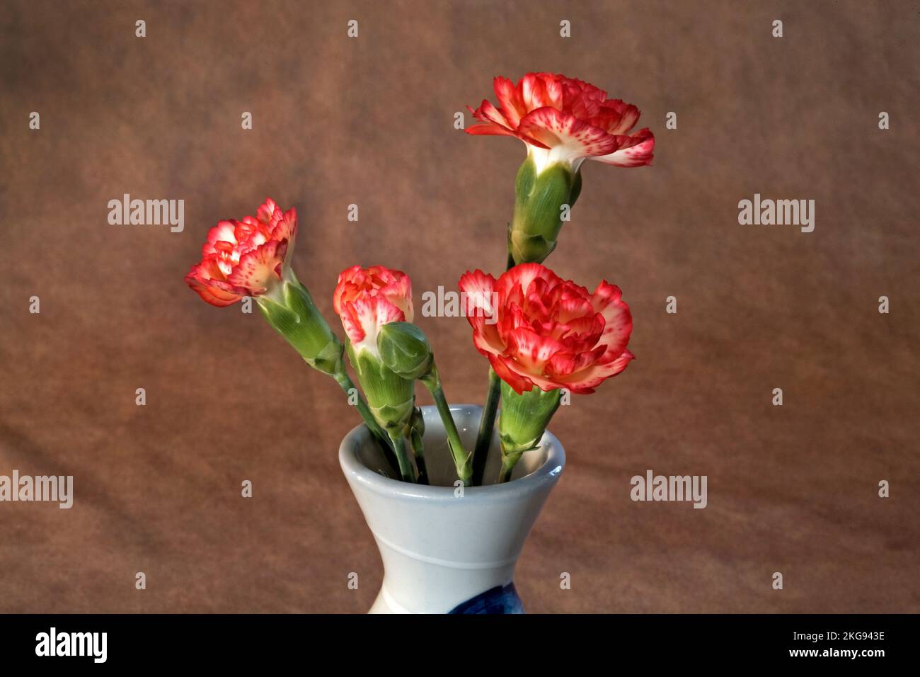 Details von rosa Nelken in voller Blüte vor dunklem Hintergrund. Stockfoto