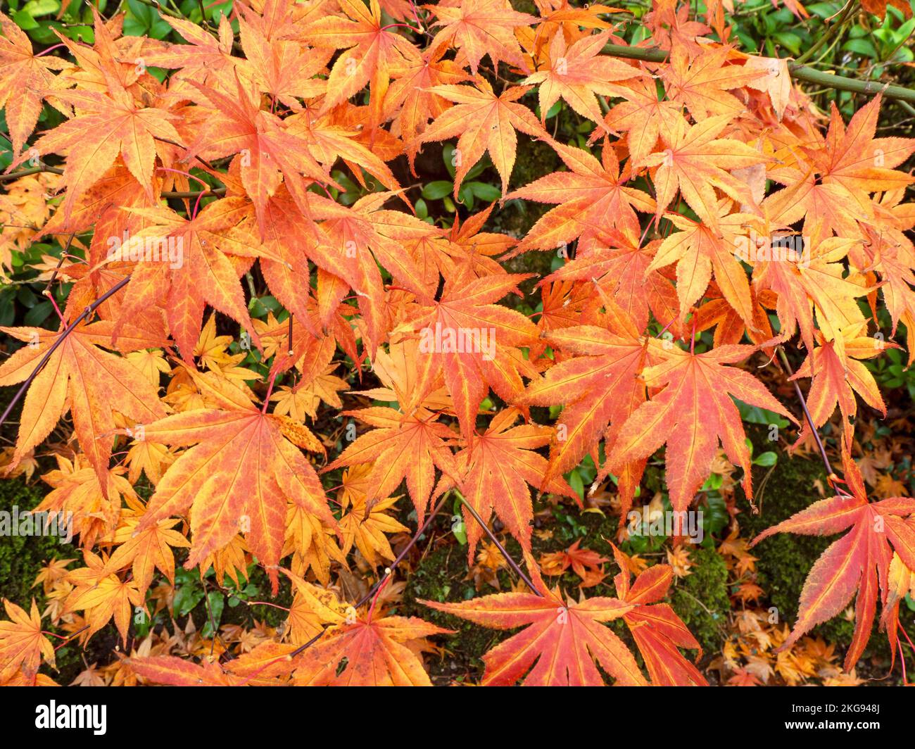 Herbstblätter auf einem japanischen Ahornstrauch Stockfoto