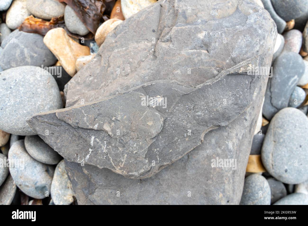 Fossilienspuren in Kimmeridgian Ölschiefer, Kimmeridge Bay, Dorset, Vereinigtes Königreich Stockfoto