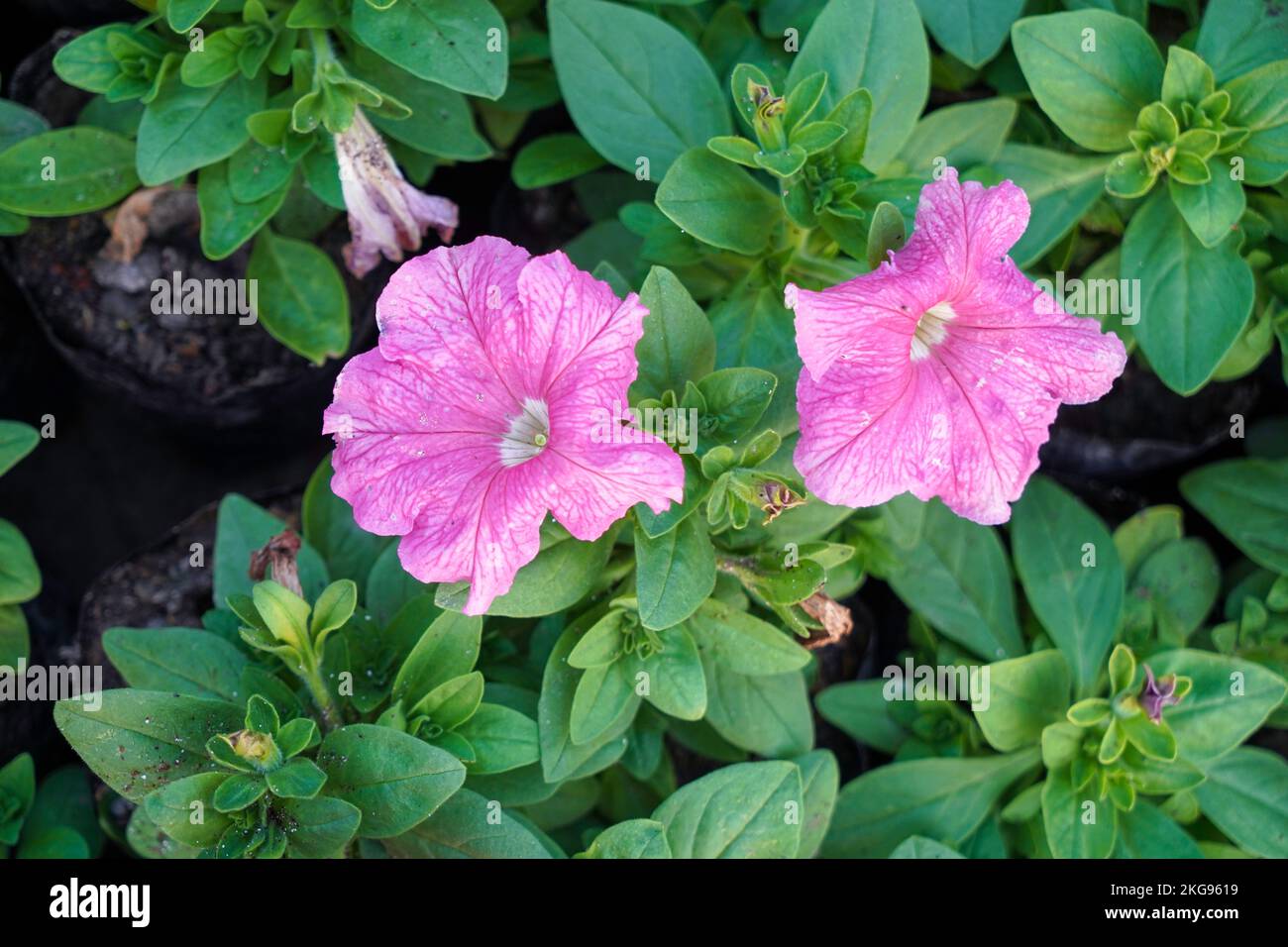 Selektive Fokussierung, wunderschöne Petunia Surfinia Pink Vein, lila und violette Surfinia Blüten oder Petunia im Garten. Stockfoto