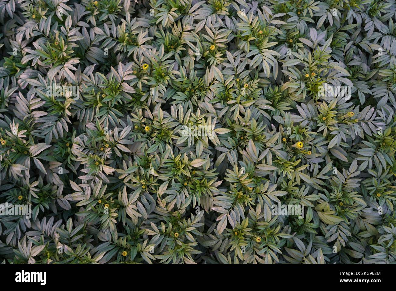 Selektiv fokussierende Marigold-Blätter, ohne Blumen, ein solider motlegrüner Hintergrund, wunderschöne saubere Blätter, Tapete Stockfoto