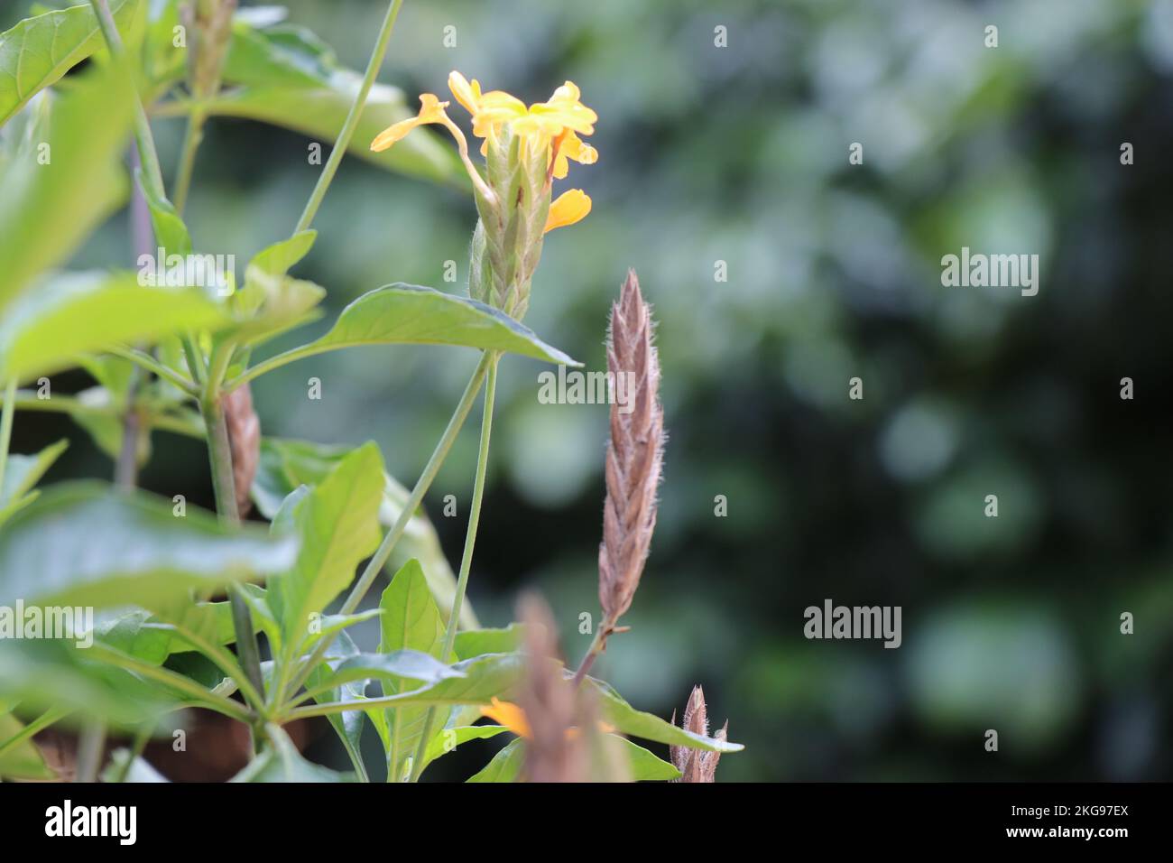 Kanakambaramblüte oder Crossandra infundibuliformis mit frischer Blume und Trockenschalen nach der Blüte in einem einzigen Bild auf derselben Pflanze Stockfoto