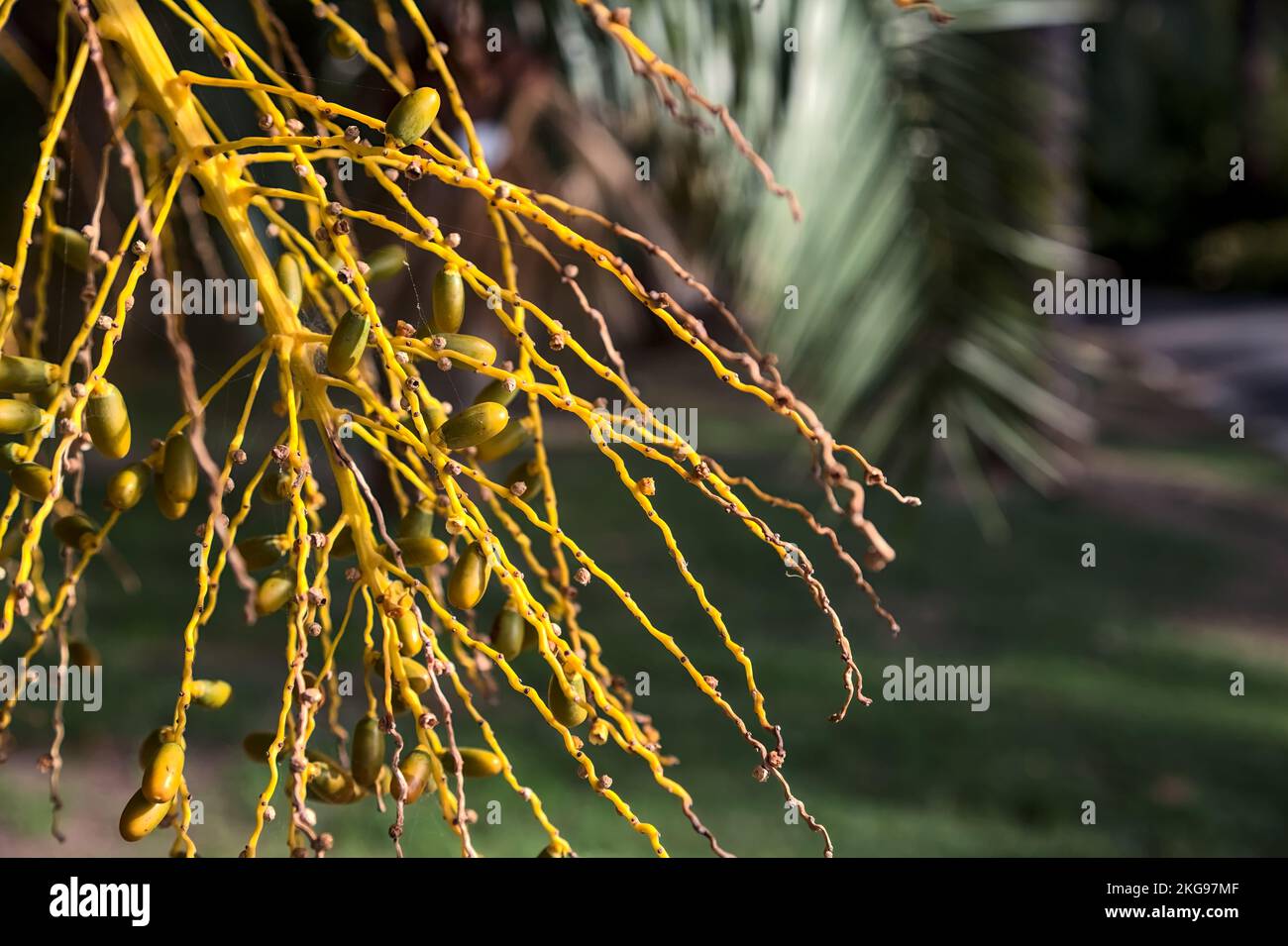 Reife Daten auf der Pflanze aus nächster Nähe gesehen Stockfoto