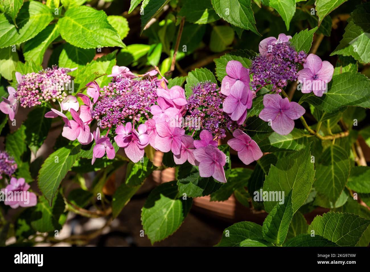 Blühender Busch von Hydrangea serrata, einer Sorte von Hydrangea macrophylla. Blume aus rosa Hortensien Nahaufnahme. Zierpflanze im Garten. Na Stockfoto