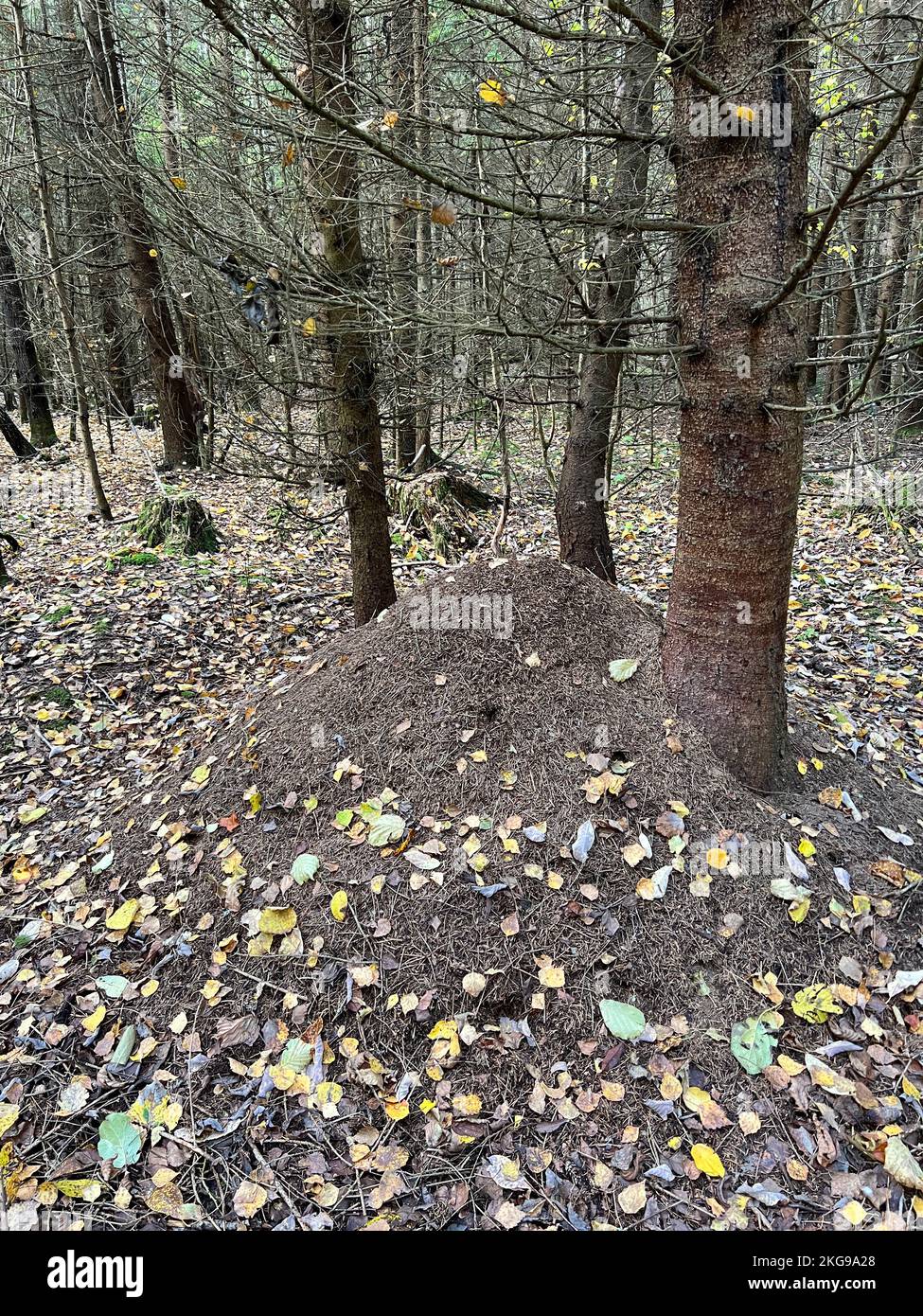 Ameisenhaufen im Herbstwald Stockfoto