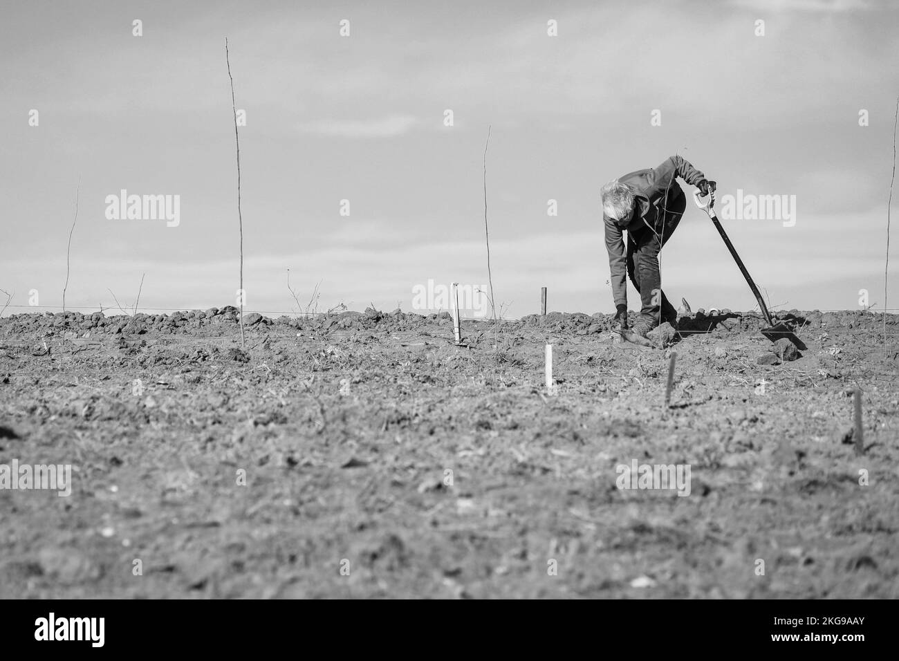 Seniorin mit Schaufel auf trockenem, trockenem und staubigem Boden während einer Pflanztätigkeit. Stockfoto