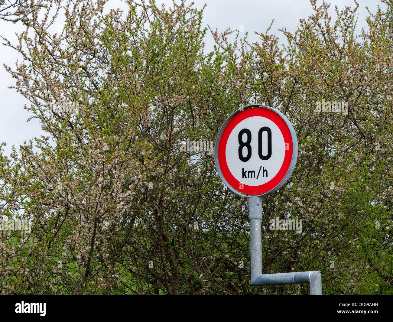 Rundschilder warnen vor Geschwindigkeitsbegrenzungen, Bäume. Das Tempolimit beträgt 80 km h. Schild in der Nähe von Bäumen Stockfoto
