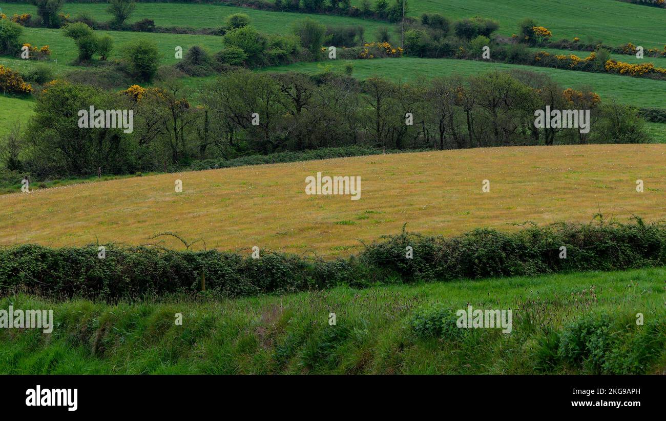 Malerische Felder und Hügel im Süden Irlands an einem Frühlingstag. Wunderschöne irische Landschaft, Landschaft. Grünes Grasfeld mit Bäumen Stockfoto