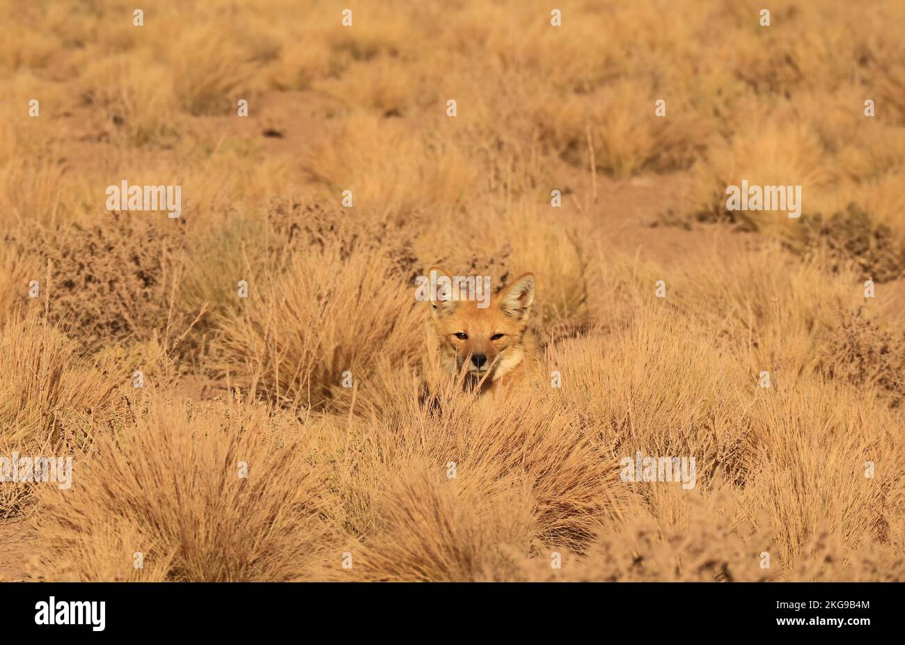 Ein Andenfuchs, der sich auf dem Ichu Grass Field der Atacama-Wüste, dem Los Flamencos National Reserve, Nordchilen, Südamerika sonnt Stockfoto