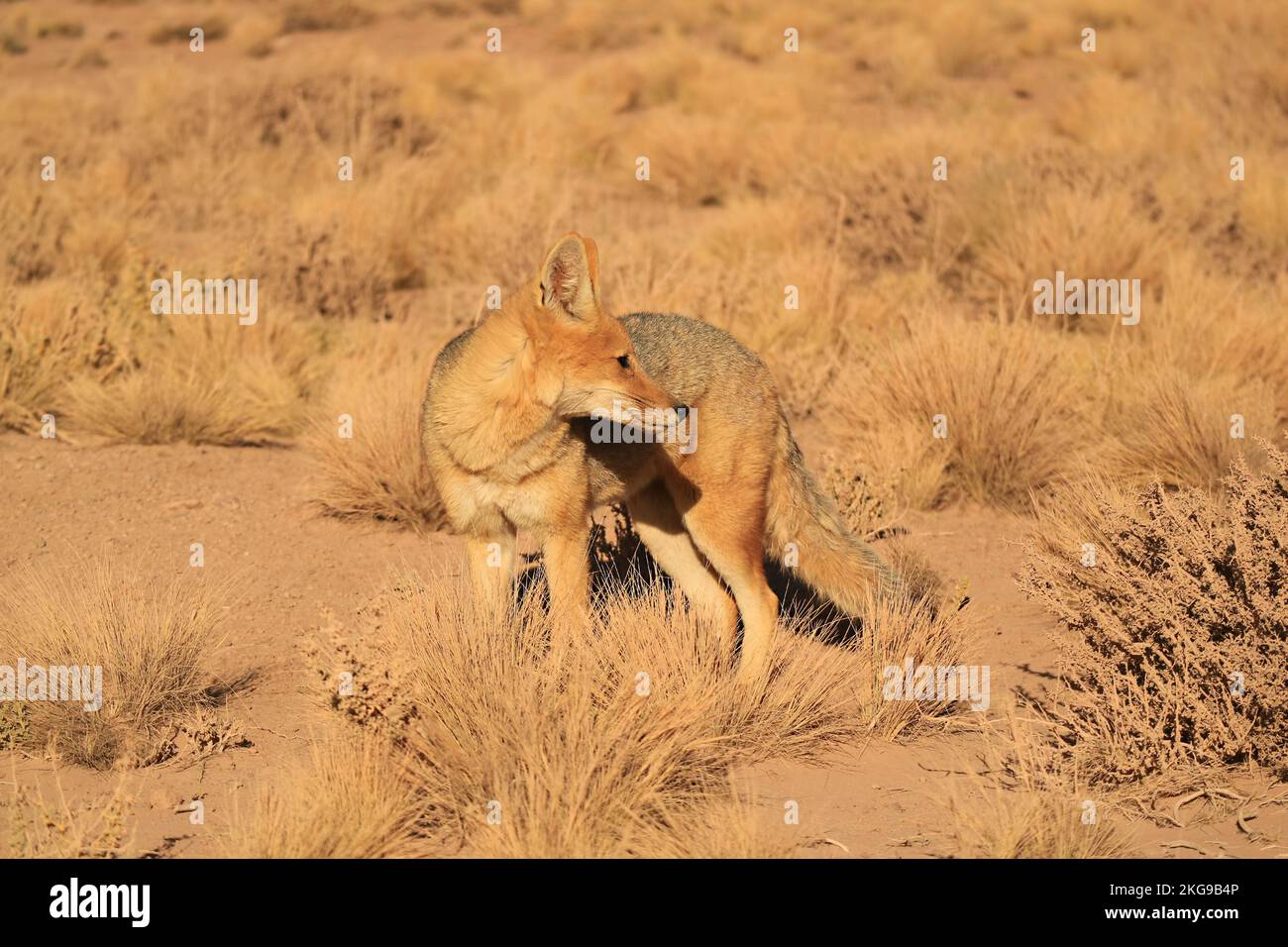 Ein Andenfuchs weidet am Fuße der Atacama-Wüste, Los Flamencos National Reserve, nördliche Region Chiles, Südamerika Stockfoto