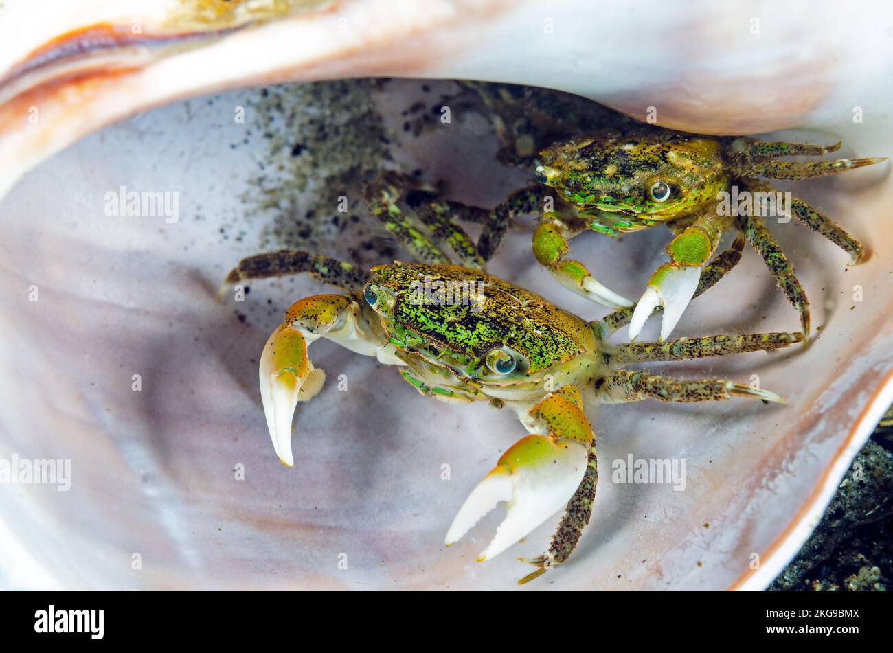 Krabben (Hemigrapsus oregonensis) Stockfoto