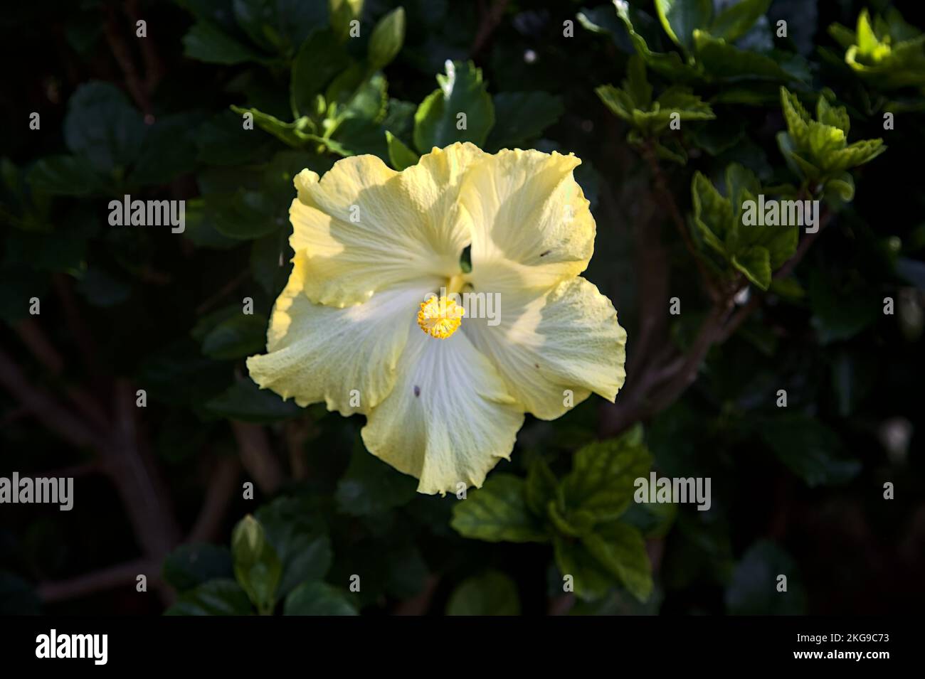 Gelber Hibiskus in Blüte aus der Nähe gesehen Stockfoto