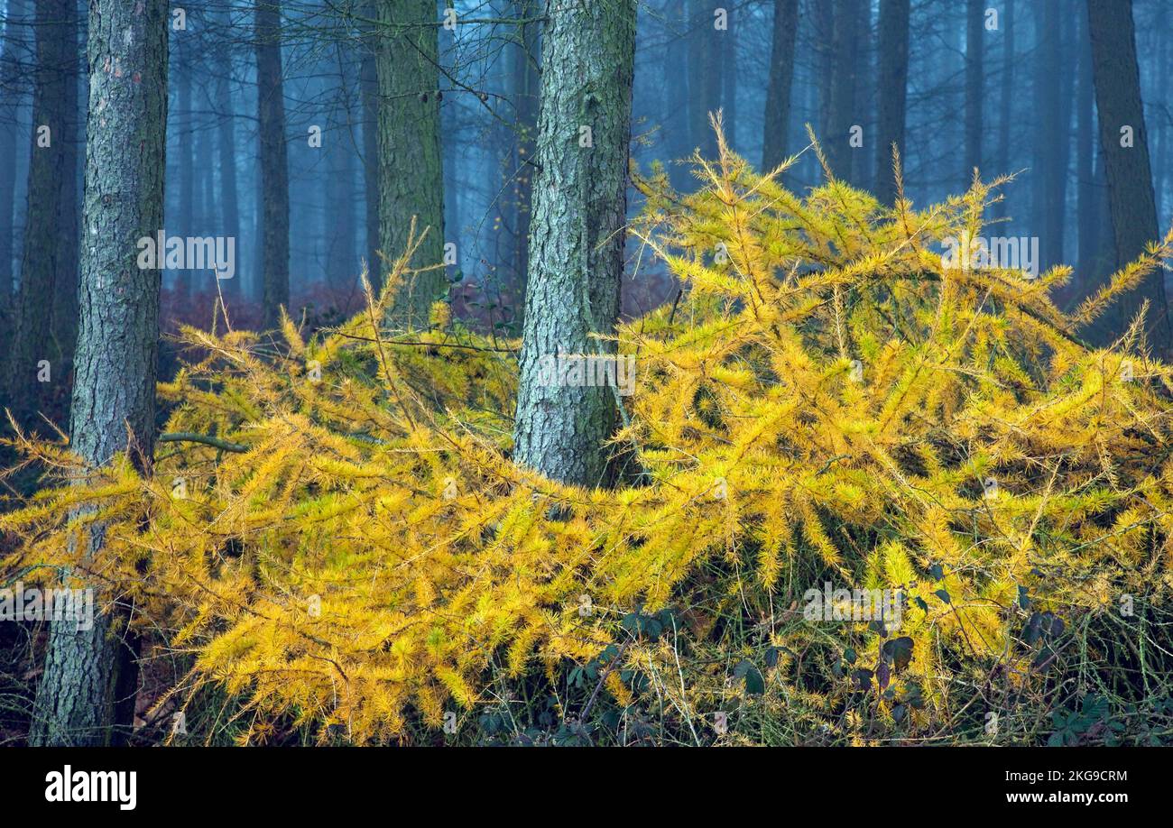 Coppice Hill Lärchenholz Nebel im Spätherbst über Sherbrook Valley Cannock Chase Country Park AONB (Gebiet von herausragender natürlicher Schönheit) in Staffordshir Stockfoto