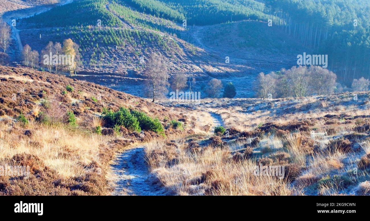 Frostiger, sehr kalter Spätherbstpfad zum Sherbrook Valley Cannock Chase Country Park AONB (Gebiet von herausragender natürlicher Schönheit) in Staffordshire England Stockfoto