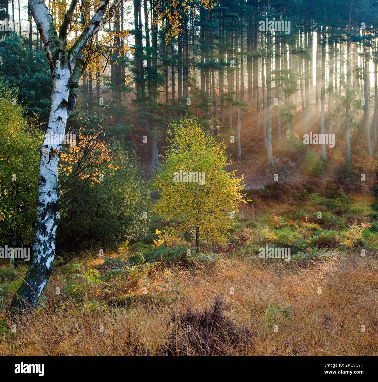 Am frühen Morgen filtern Sonnenstrahlen durch den Wald und dringen in den Nebel ein, der im Herbst im Sherbrook Valley im Cannock Chase Country Park AONB hängt Stockfoto