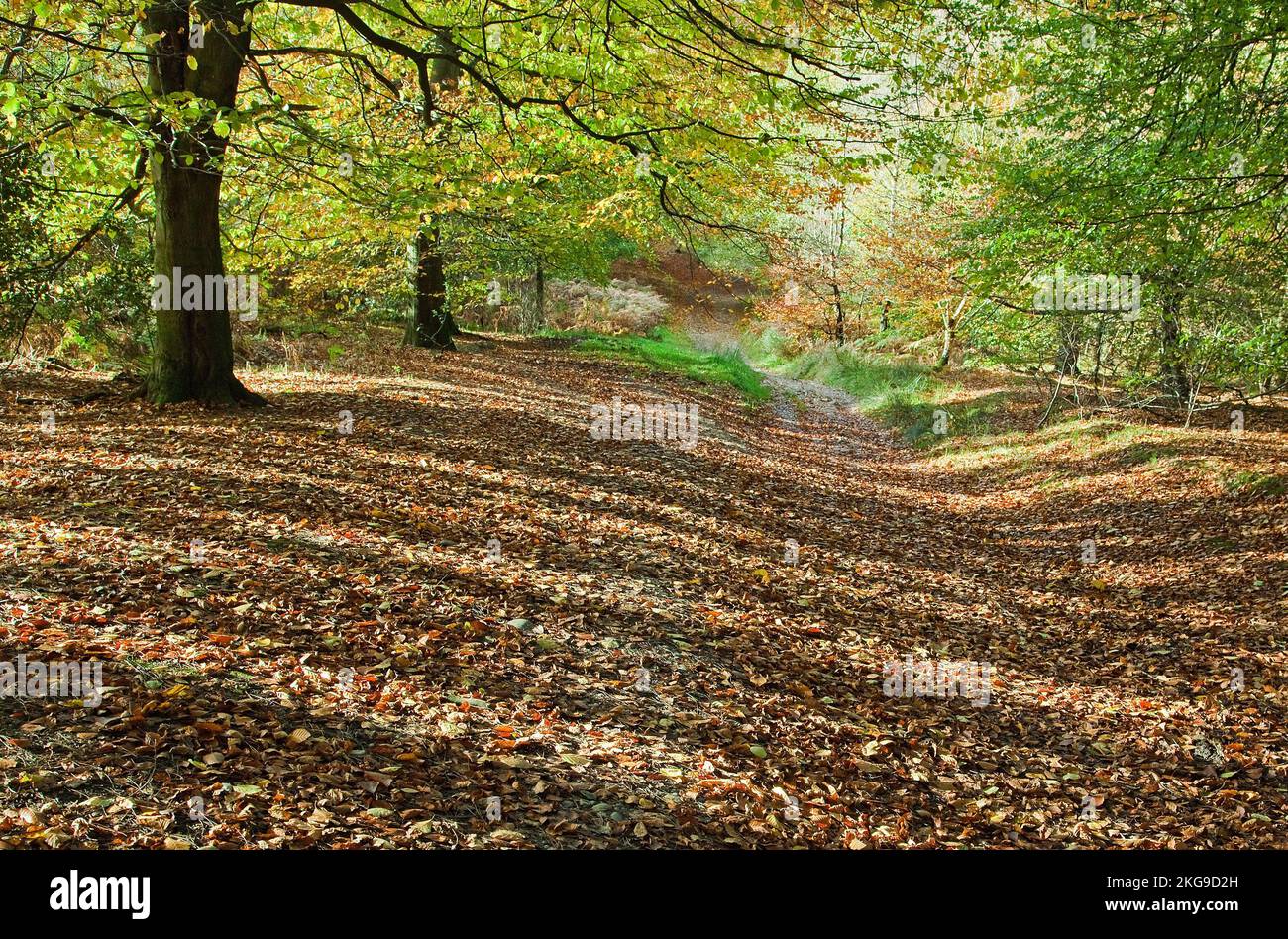 Atemberaubende herbstliche Farbtöne und Farben aus Wäldern und Wäldern in der Cannock Chase Area von außergewöhnlicher natürlicher Schönheit im Herbst Staffordshire England Stockfoto