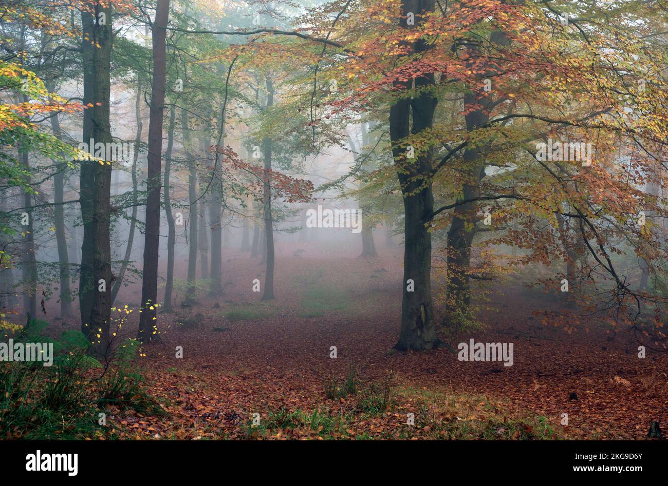 Mellow Buche Wald mit herrlichem Laub und Blättern Sie im Herbst auf Cannock Chase Bereich der hervorragenden natürlichen Schönheit Staffordshire Stockfoto