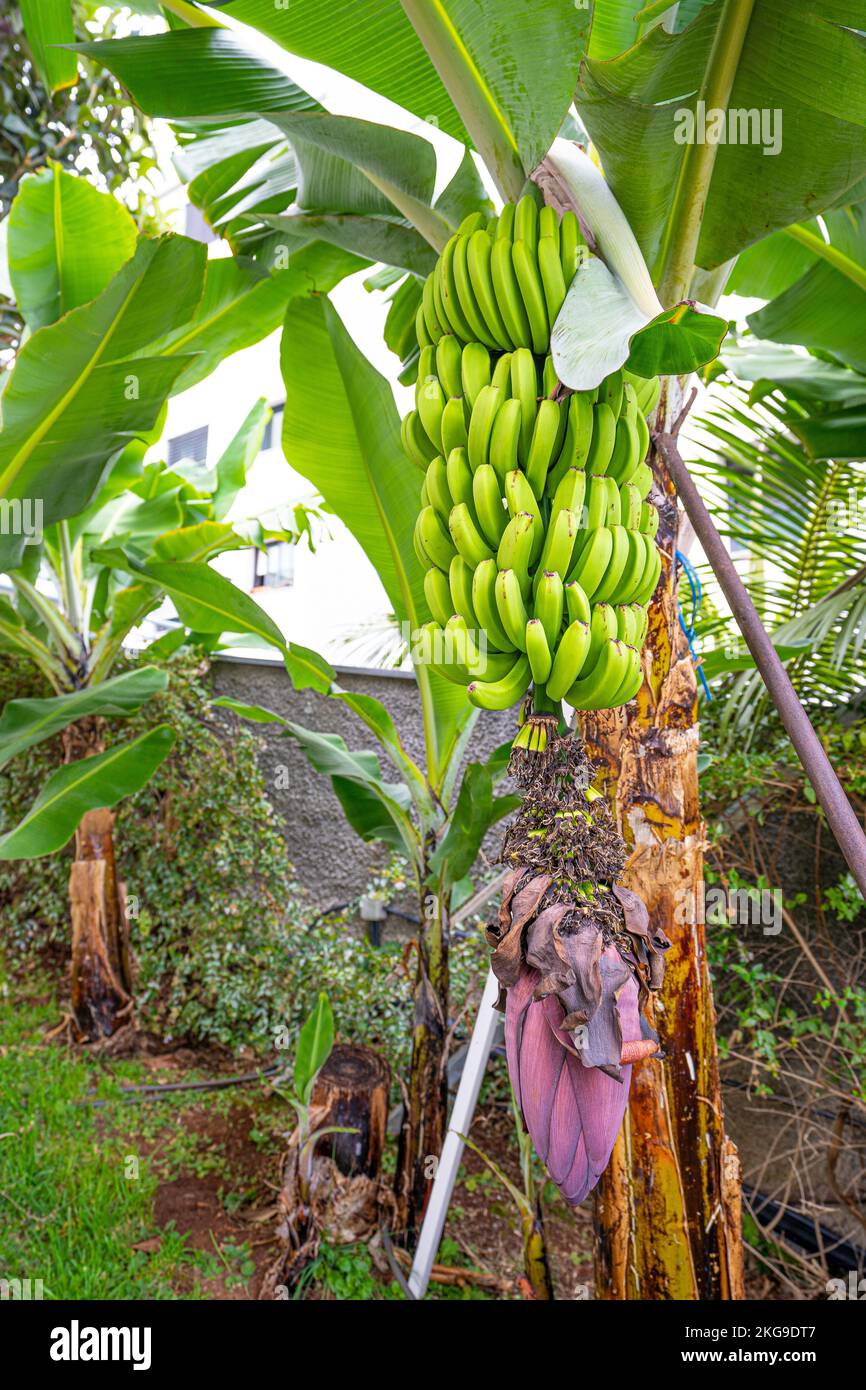 Bananen wachsen vor dem Dorisol Hotel in Funchal. Sehr leckere und süße Bananen voller Ballaststoffe sind ein idealer Snack. Stockfoto