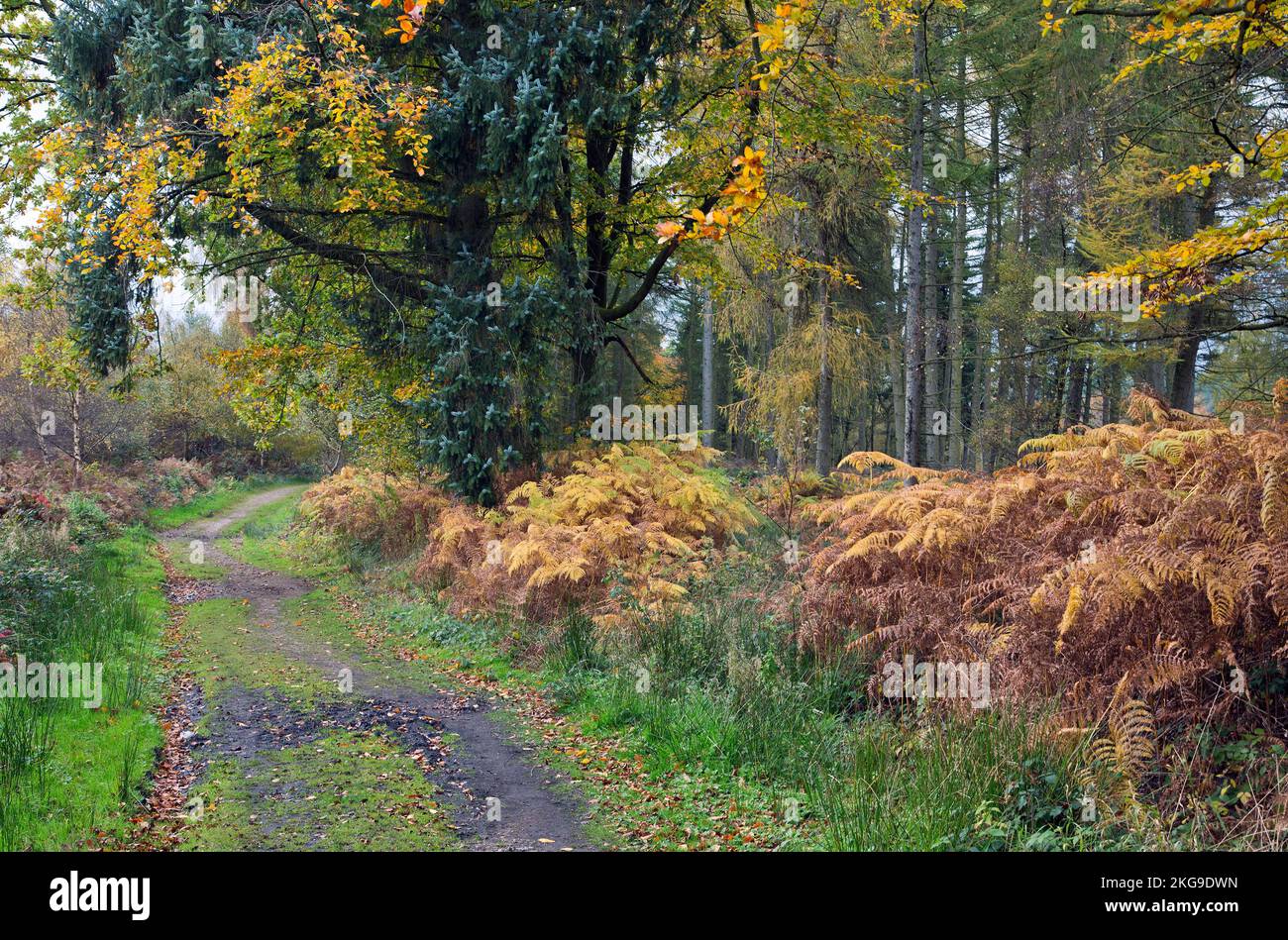 Country Track im Herbstwald auf Cannock Chase, einem Gebiet von herausragender Naturschönheit, Staffordshire England Stockfoto