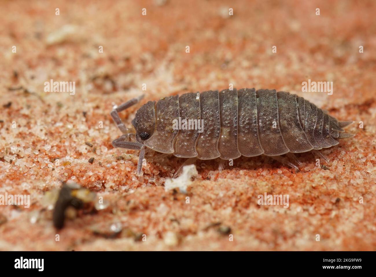 Detaillierte Nahaufnahme des gemeinen Rohholzhauses, des Porcellio Scabers Stockfoto