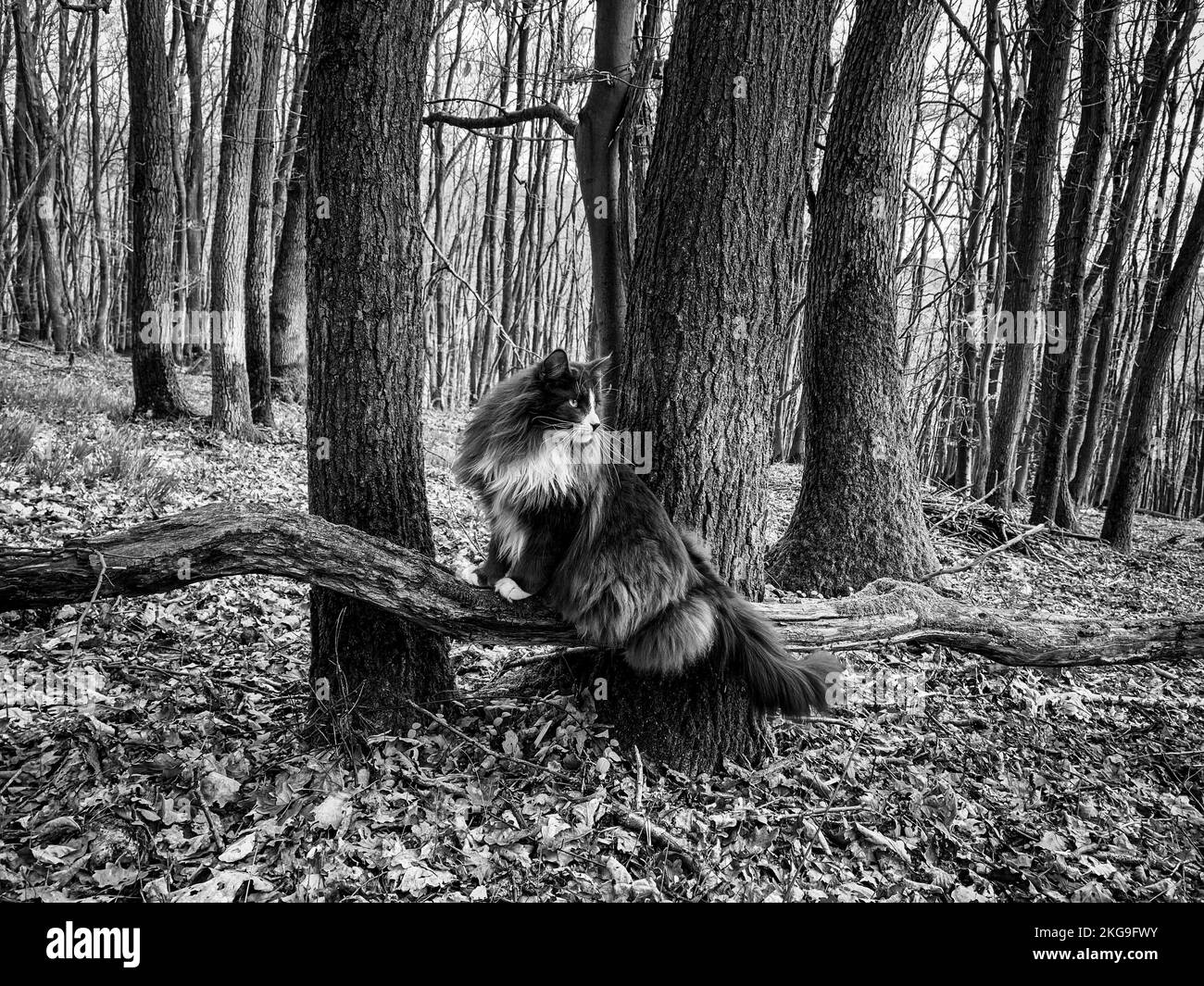 Eine reine Rasse Norwegische Waldkatze Jagd in der Wildnis Stockfoto