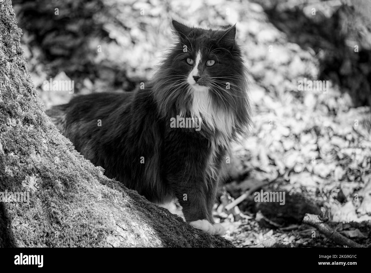 Eine reine Rasse Norwegische Waldkatze Jagd in der Wildnis Stockfoto