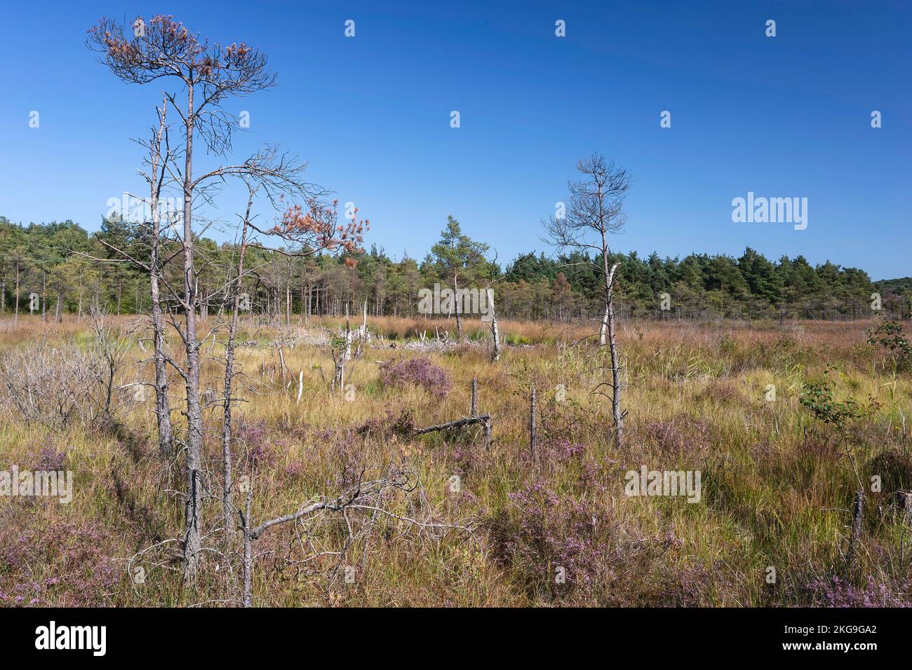 Ansicht des Lebensraums von Säuremühl des Dersingham Bog, Norfolk, Großbritannien Stockfoto
