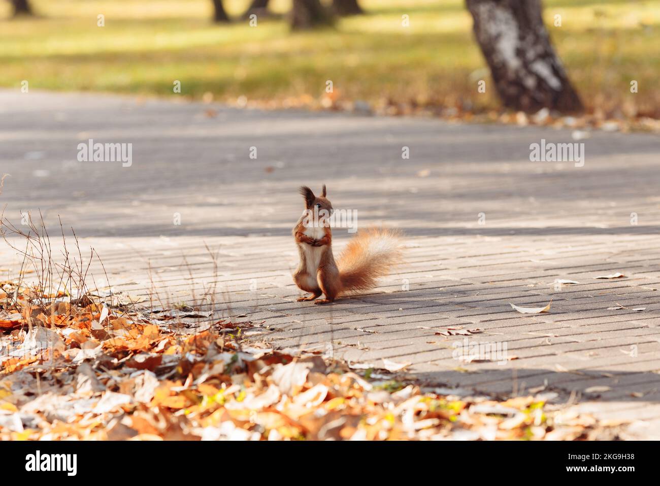 Süßes kleines rotes Eichhörnchen, das an einem Regentag in Belgien eine Nuss isst Stockfoto