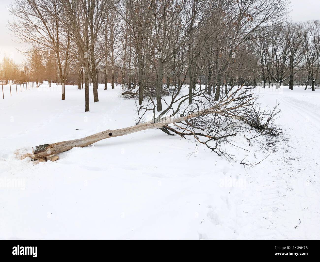 Im Winter im Park tote Bäume Fällen Stockfoto