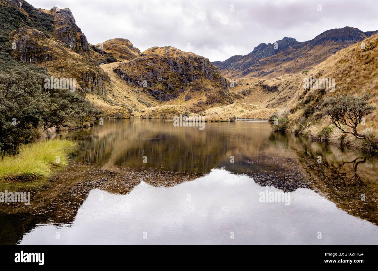 Berge und Pflanzen spiegeln sich an einem See im Cajas-Nationalpark im Hochland der Anden von Ecuador, den tropischen Anden. Stockfoto