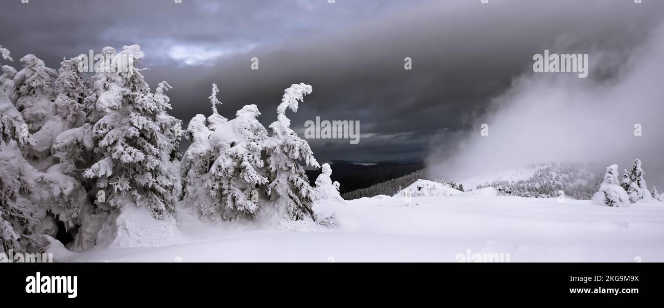 Schneebedeckte Bäume und mystischer Nebel in den Bergen. Panorama. Stockfoto