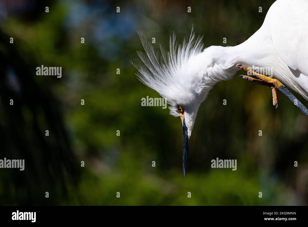 Neugieriger, humorvoller Blick nach unten, gemacht von einem verschneiten Reiher in Nahaufnahme mit Kopierbereich auf Bokeh-Hintergrund Stockfoto