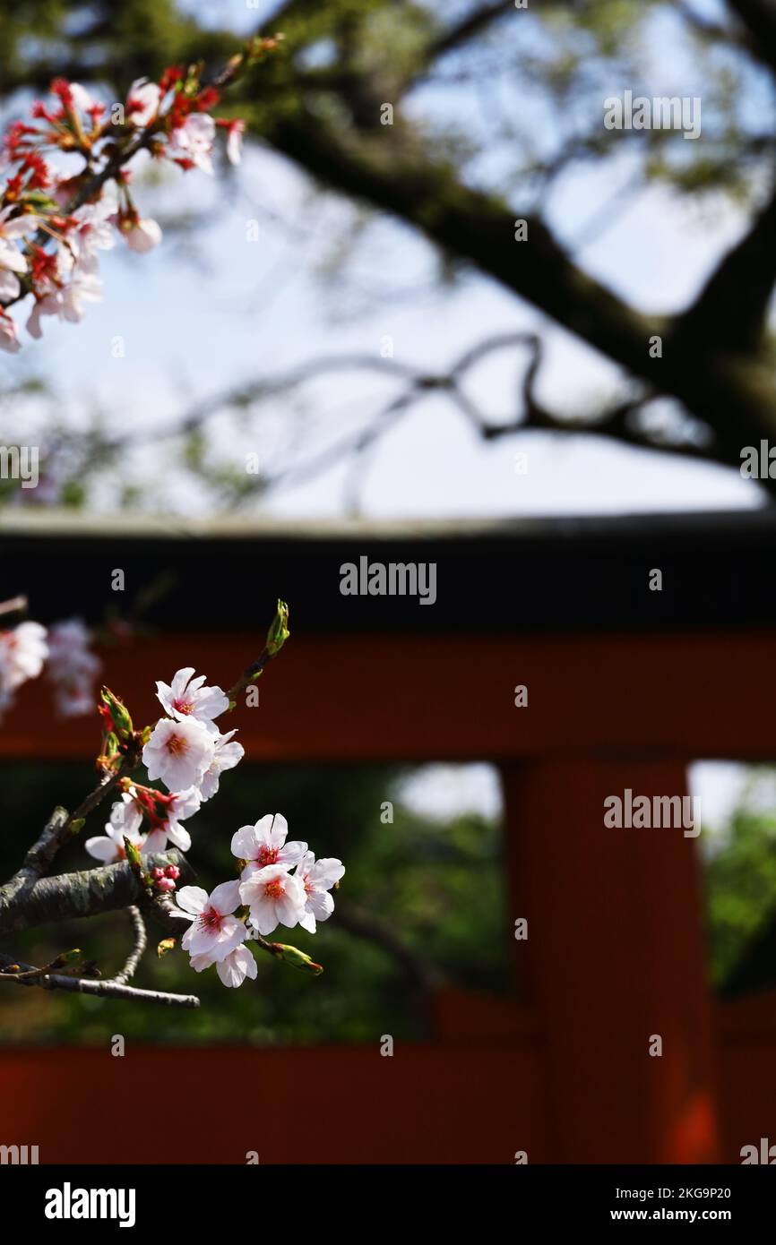 Landschaft von Kamakura, japanischen Kirschblüten und rotem Schrein Torii Stockfoto