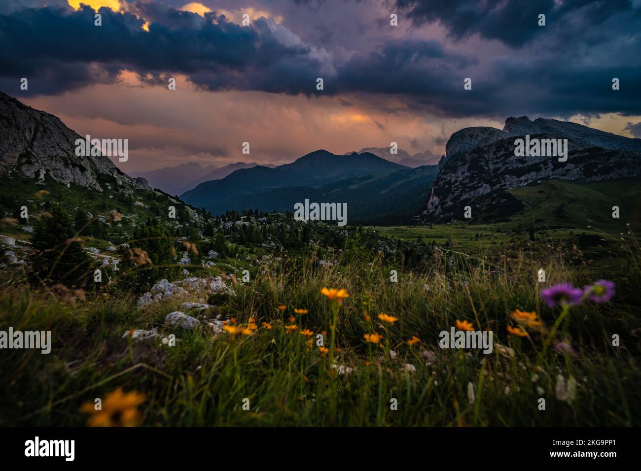 Beschreibung: Wunderschöne Blumen in der Berglandschaft von Rifugio Passo Valparola bei donnerndem Sonnenuntergang. Falzarego Pass, Dolomiten, Südtirol, Italien, Stockfoto
