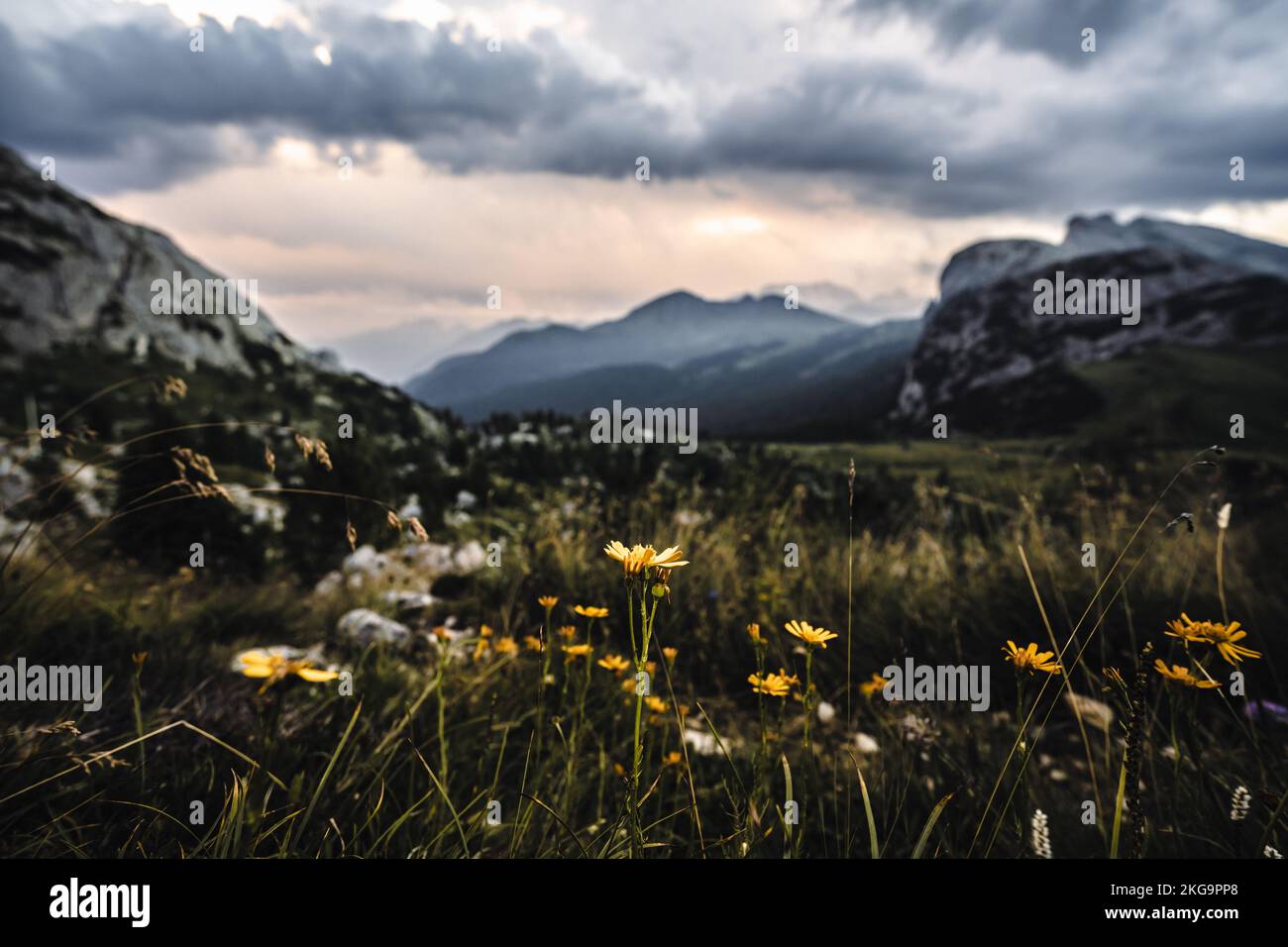 Beschreibung: Wunderschöne Blumen in der Berglandschaft von Rifugio Passo Valparola bei donnerndem Sonnenuntergang. Falzarego Pass, Dolomiten, Südtirol, Italien, Stockfoto