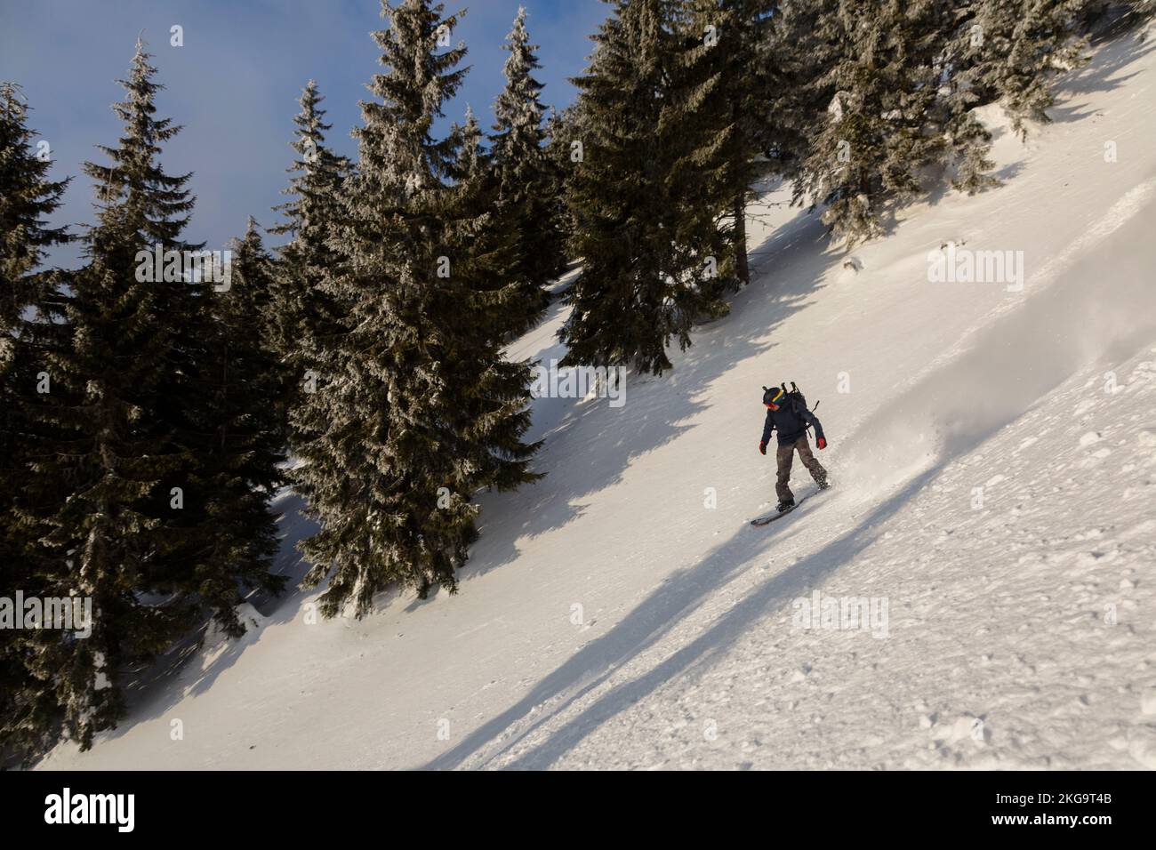 Ein aktiver Mann reitet auf einem Snowboard auf einem schneebedeckten Hang zwischen schneebedeckten Fichten und Tannen in einem Hinterland des Berges der Karpaten Stockfoto