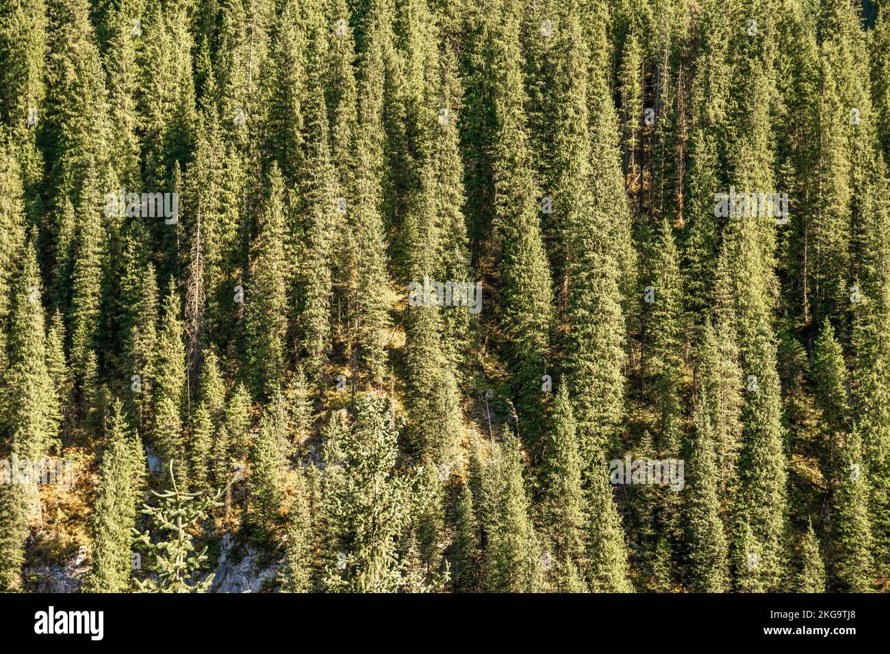 Dicker Wald aus Fichten, der den Hügel bedeckt und den Rahmen füllt Stockfoto