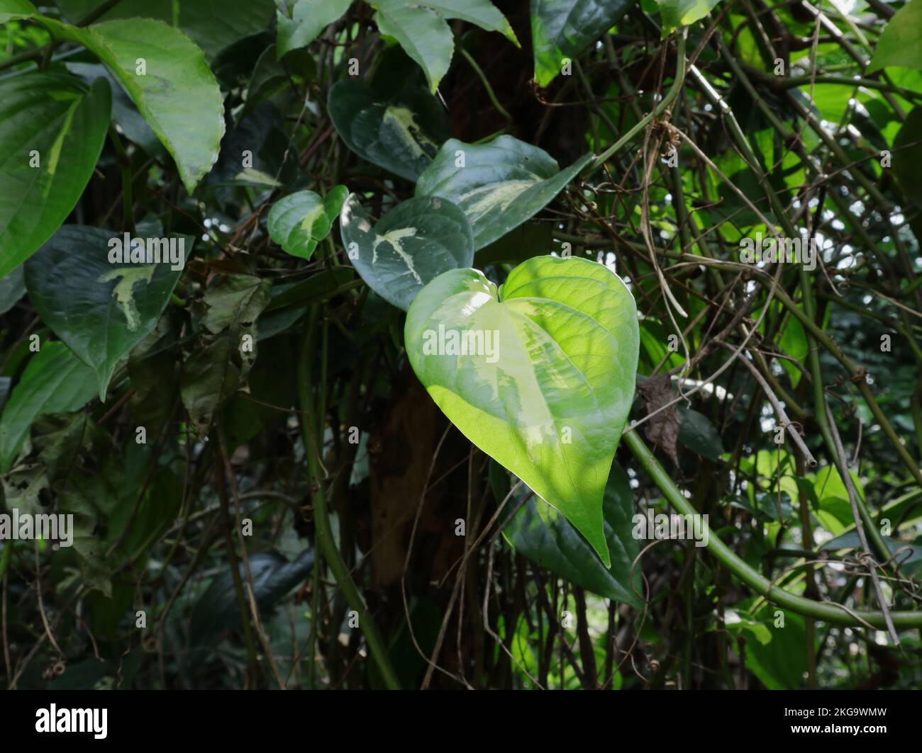 Ein junges Piper Bright Eyes Blatt, auch bekannt als Nagavalli oder Piper Betel Blatt, auf direktem Sonnenlicht im Garten Stockfoto