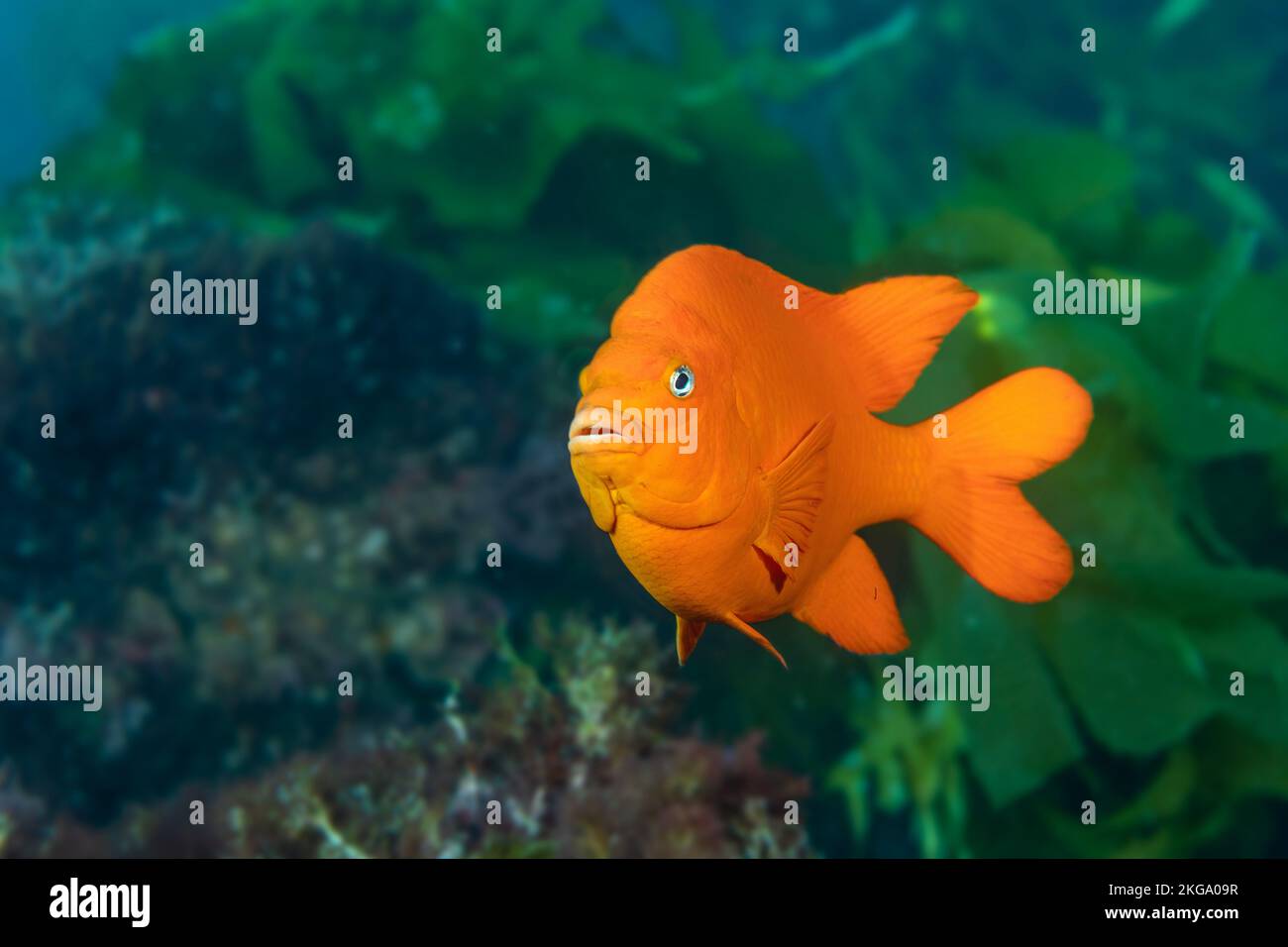 Ein leuchtend orangefarbener Garibaldi-Fisch, der während eines sonnigen Tauchgangs durch sein Seetang-Beet schwimmt. Aufnahme mit sehr geringer Schärfentiefe, Fokus auf das Auge. Stockfoto