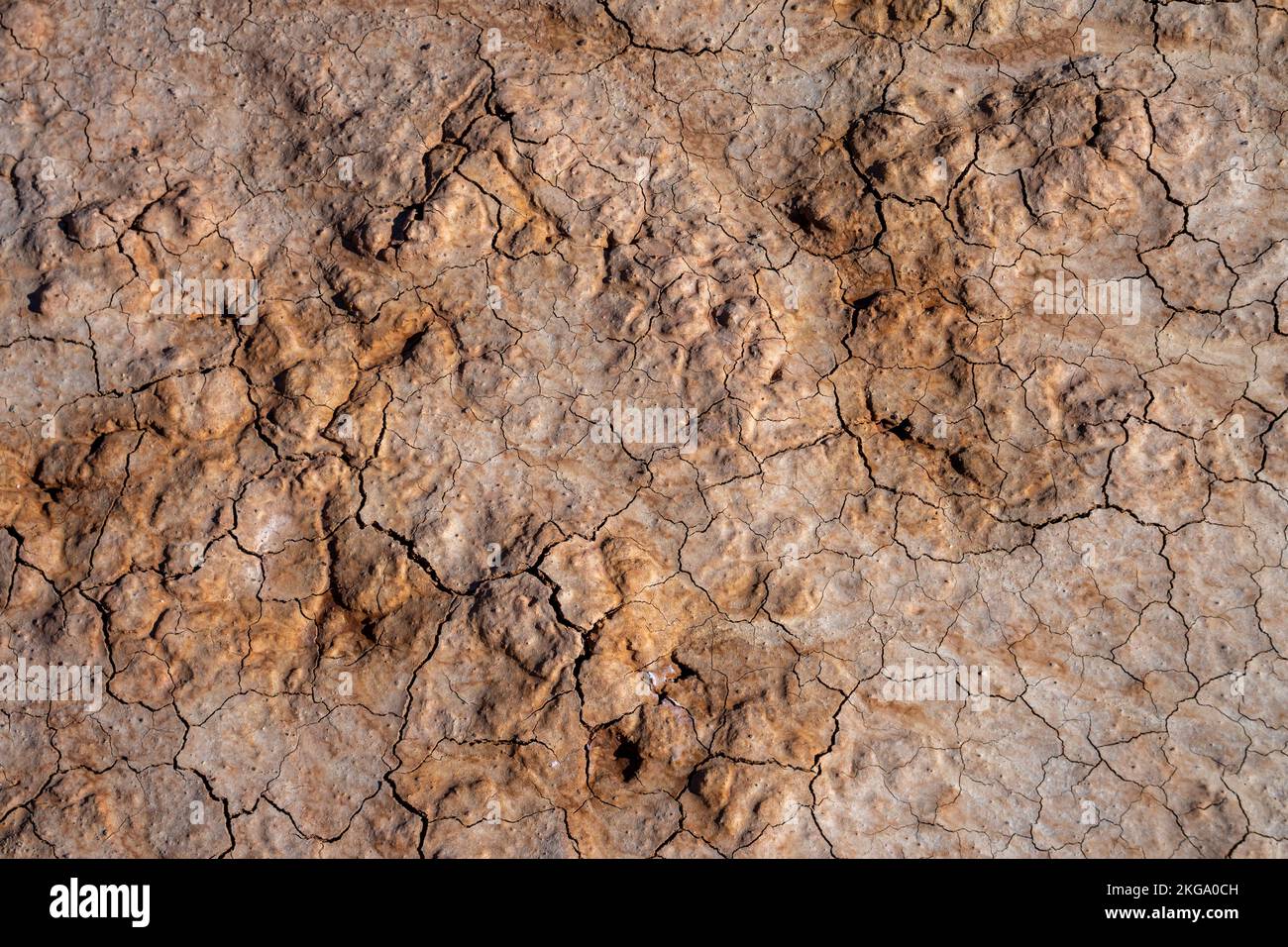 Trockene gekrackte Erde, Erde Dürre Erde trockener Boden trockener Boden trockener Lehmboden mit Rissbildung. Konzept - Klimawandel Stockfoto