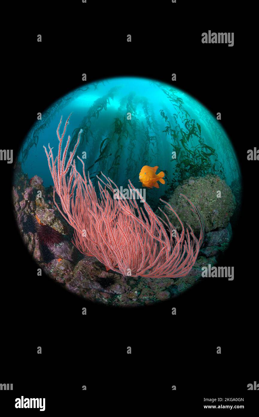 Ein kreisförmiges Bild, das eine weite Perspektive eines Kelpbettes mit einem schönen roten Meeresfan und einem leuchtend orangefarbenen garibaldi und einem Tauchboot zeigt, das darüber schwebt. Stockfoto