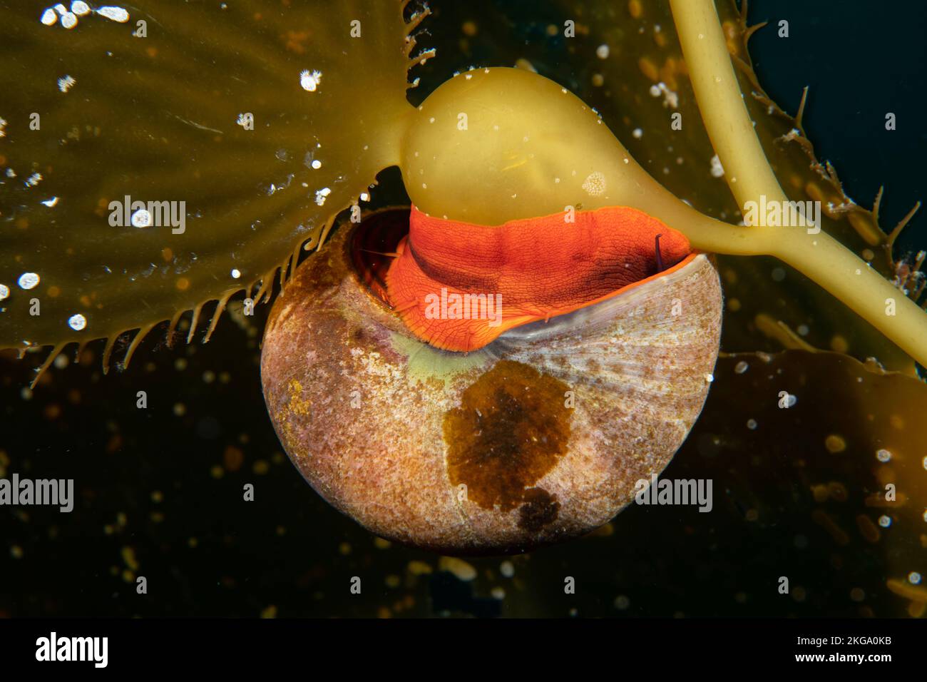 Unter den Kelpbetten in Califiornia lebt eine norris-Spitzenschnecke, oder Kelpschnecke, die sich ernährt und die Algen zum Schutz vor Raubtieren nutzt. Stockfoto