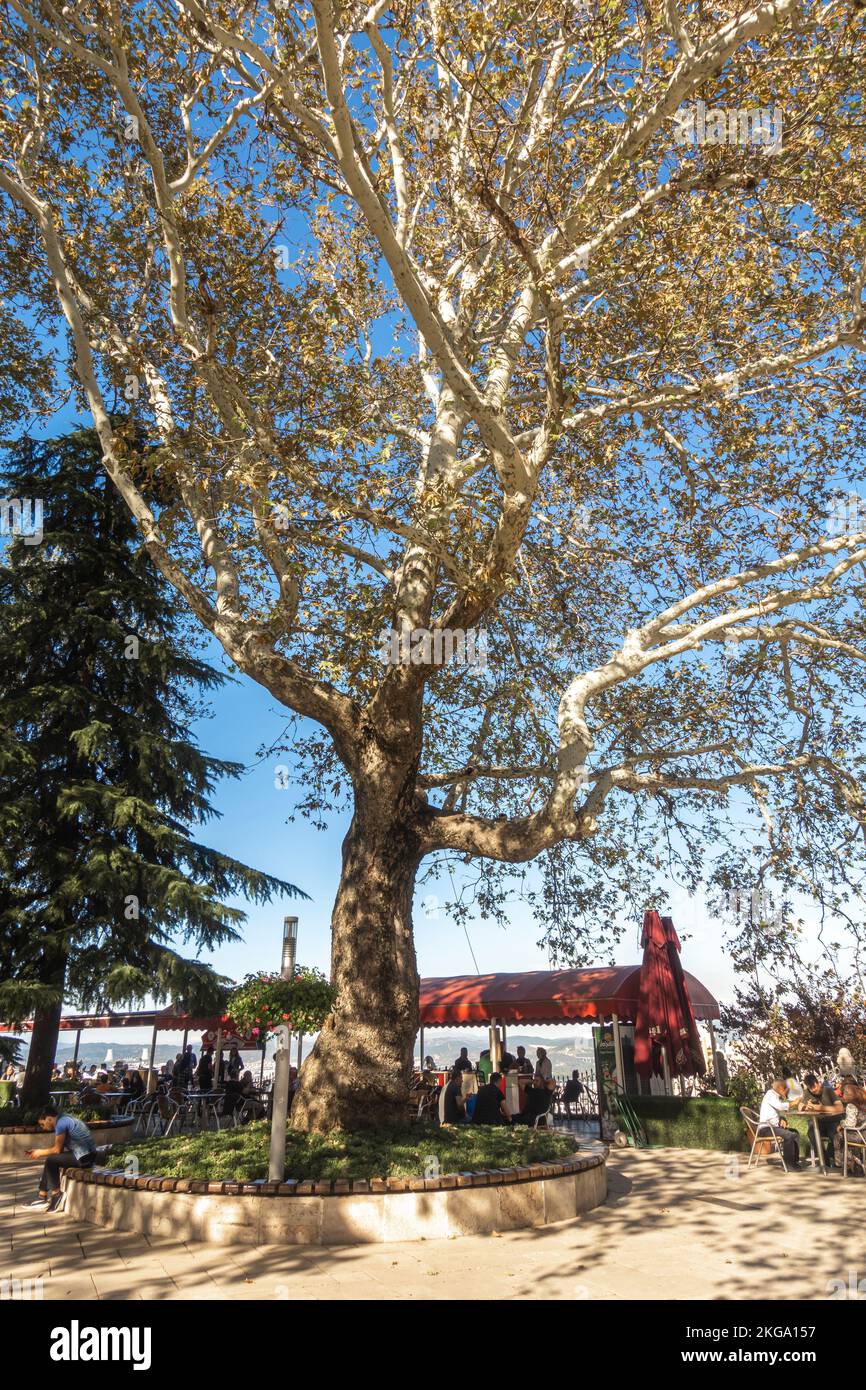 Platanus orientalis, die Alte Welt Sycamore oder Oriental Plane, ein großer Milchbaum der Platanaceae Familie, geschützt durch Bursa council. Truthahn Stockfoto