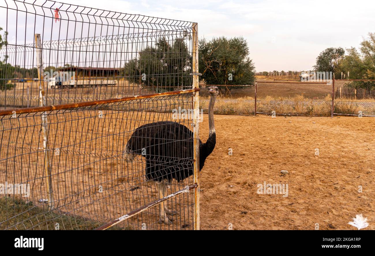 Ein Mädchen füttert ein Blatt durch den Zaun in der Straußenfarm. Kasachstan Stockfoto