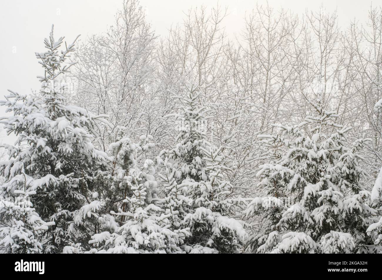 Fichten-, Kiefer- und Birkenbäume in einem Schneesturm im Frühjahr, Greater Sudbury, Ontario, Kanada Stockfoto