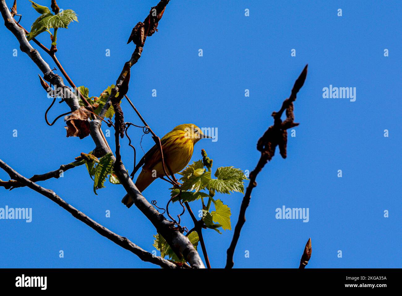 Ein männlicher amerikanischer Gelbstürmer hoch oben zwischen den Baumwipfeln an einem warmen Frühlingstag im Mai. Stockfoto