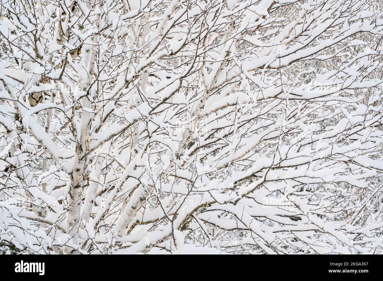 Weiße Birken mit Schnee nach einem Schneesturm im Frühjahr, Greater Sudbury, Ontario, Kanada Stockfoto