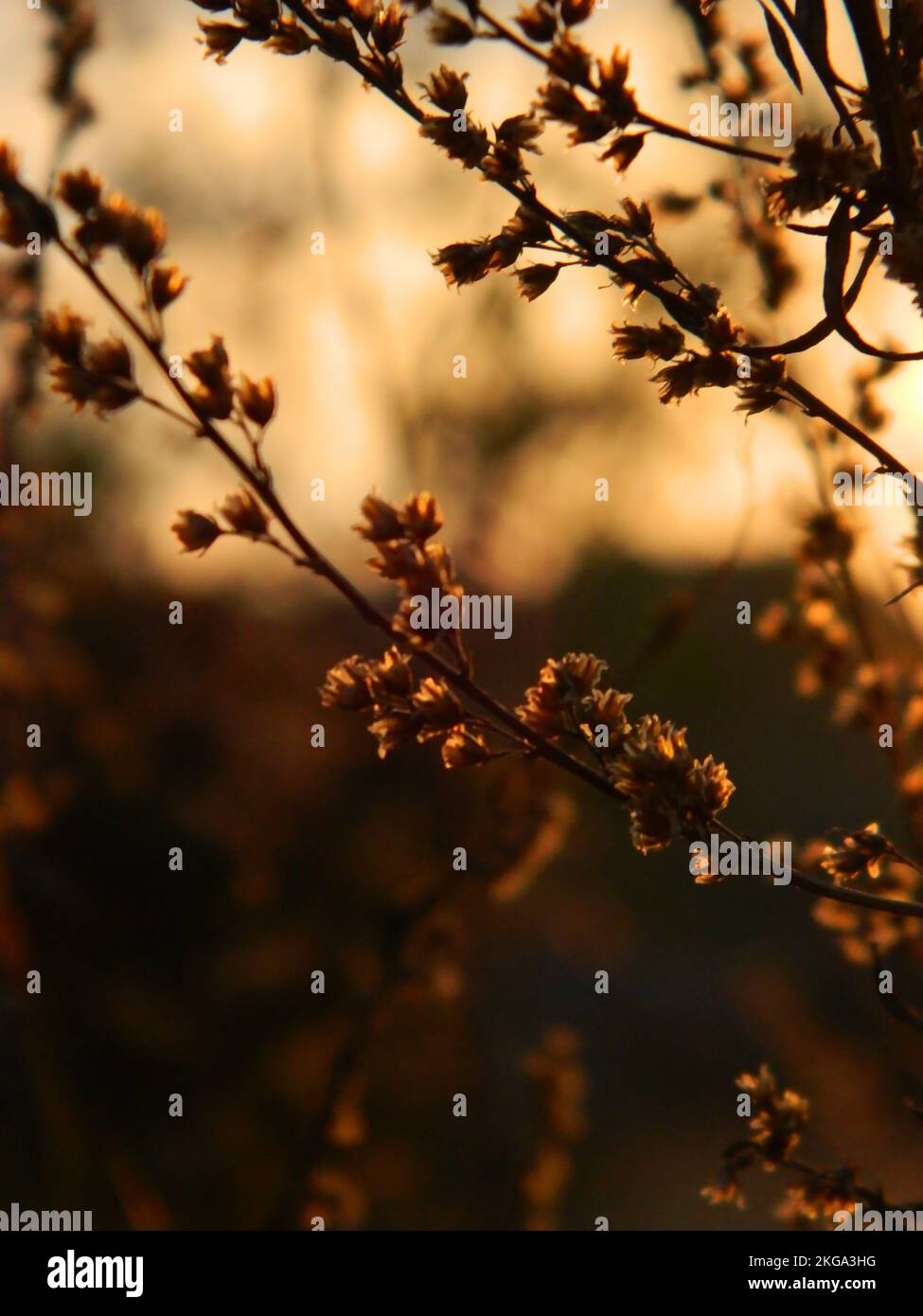 Eine vertikale Aufnahme von getrockneten Wildblumen auf einem Feld vor einem verschwommenen Hintergrund während des Sonnenuntergangs Stockfoto